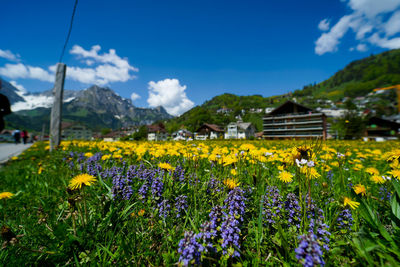 Fresh yellow flowers in field against sky