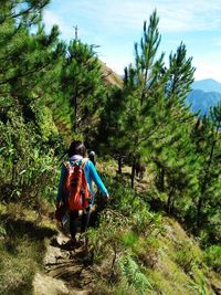 Rear view of women walking in forest