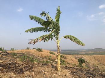 Plant on land against sky