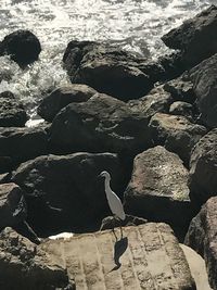 Close-up of birds on rock