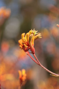 Close-up of flower blooming outdoors