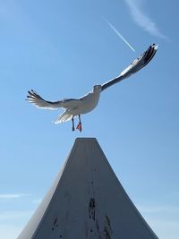 Low angle view of seagull flying against sky