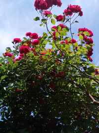 Low angle view of red tree against sky
