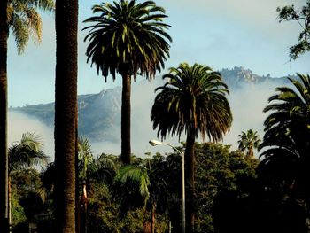 Palm trees against sky