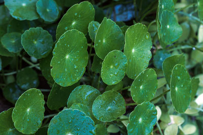 Close-up of water drops on leaves