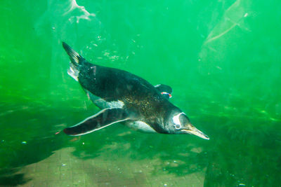 Fish swimming in sea