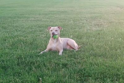 Dog on landscape