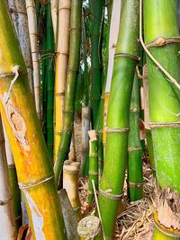 Close-up of bamboo plants in forest