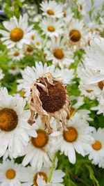 Close-up of daisies on white daisy flowers