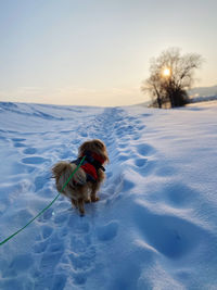 Dog on snow covered land