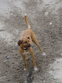 Portrait of dog on sand