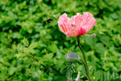 A bee flying towards a poppy flower