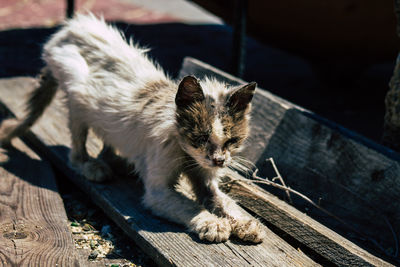 Cat relaxing on bench