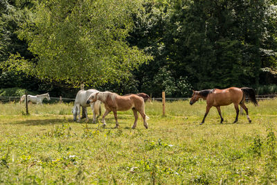 Horses grazing in a field