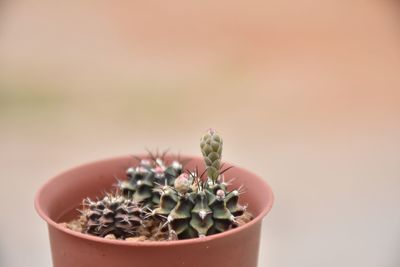 Close-up of potted plant