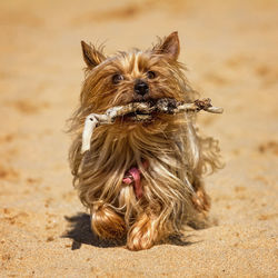 Close-up of dog on beach