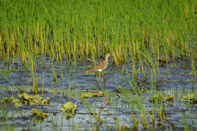 View of birds in lake