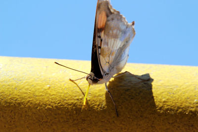 Close-up of butterfly on leaf