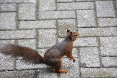 Close-up of squirrel on wall