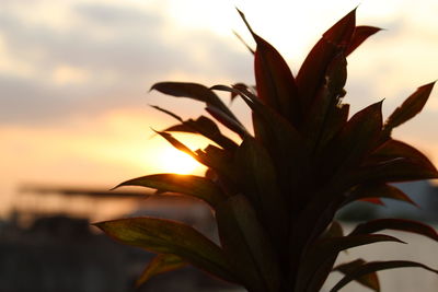 Close-up of flower against sky at sunset