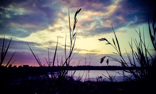 Silhouette plants growing on field against sky during sunset