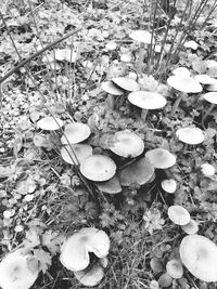 Plant growing on field