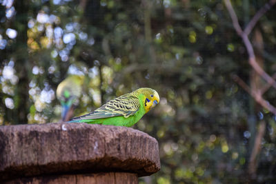 Bird perching on a tree