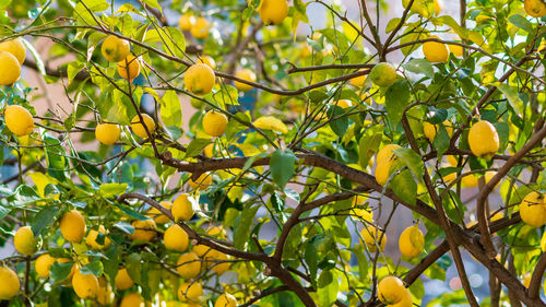 View of fruits growing on tree