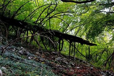 Trees in forest