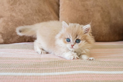 Portrait of cat lying on bed at home