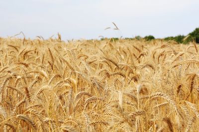 View of wheat field against sky