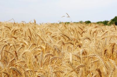 View of wheat field against sky