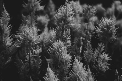 Full frame shot of plants during winter