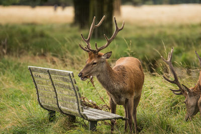 Two deer grazing close to a wooden bench