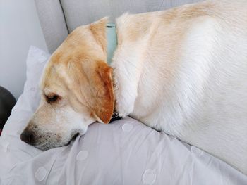 Close-up of dog sleeping on bed