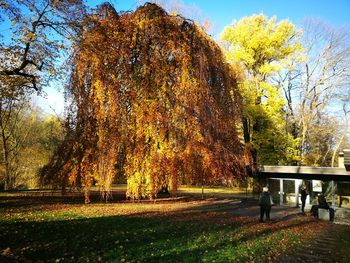 Trees in park during autumn