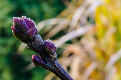 Close-up of purple flower