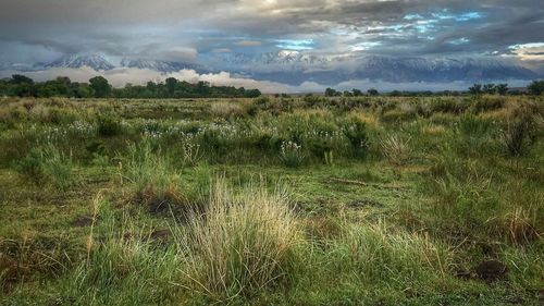 Scenic view of field against sky