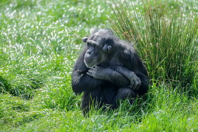 Gorilla on field