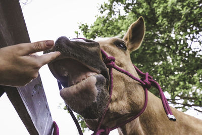 Cropped hand touching horse mouth