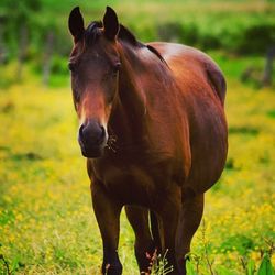 Horse grazing on field