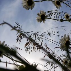 Low angle view of flowering plants against cloudy sky