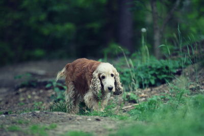 View of dog on field, old dog 