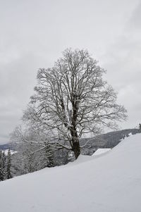 Bare tree on snow covered landscape