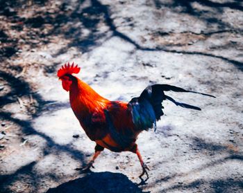 Close-up of rooster on footpath