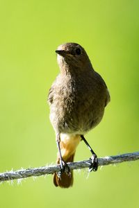 Close-up of bird perching on branch