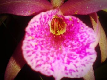 Close-up of pink flowers