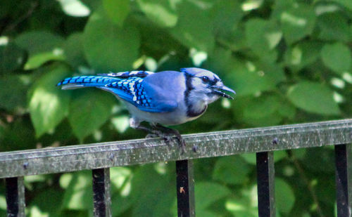 Close-up of bird perching on railing