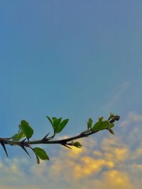 Low angle view of plant against clear blue sky