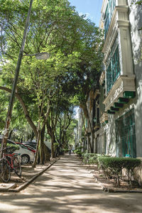 Walkway amidst trees against sky